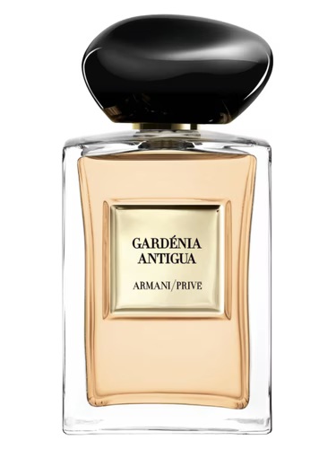 Gardénia Antigua